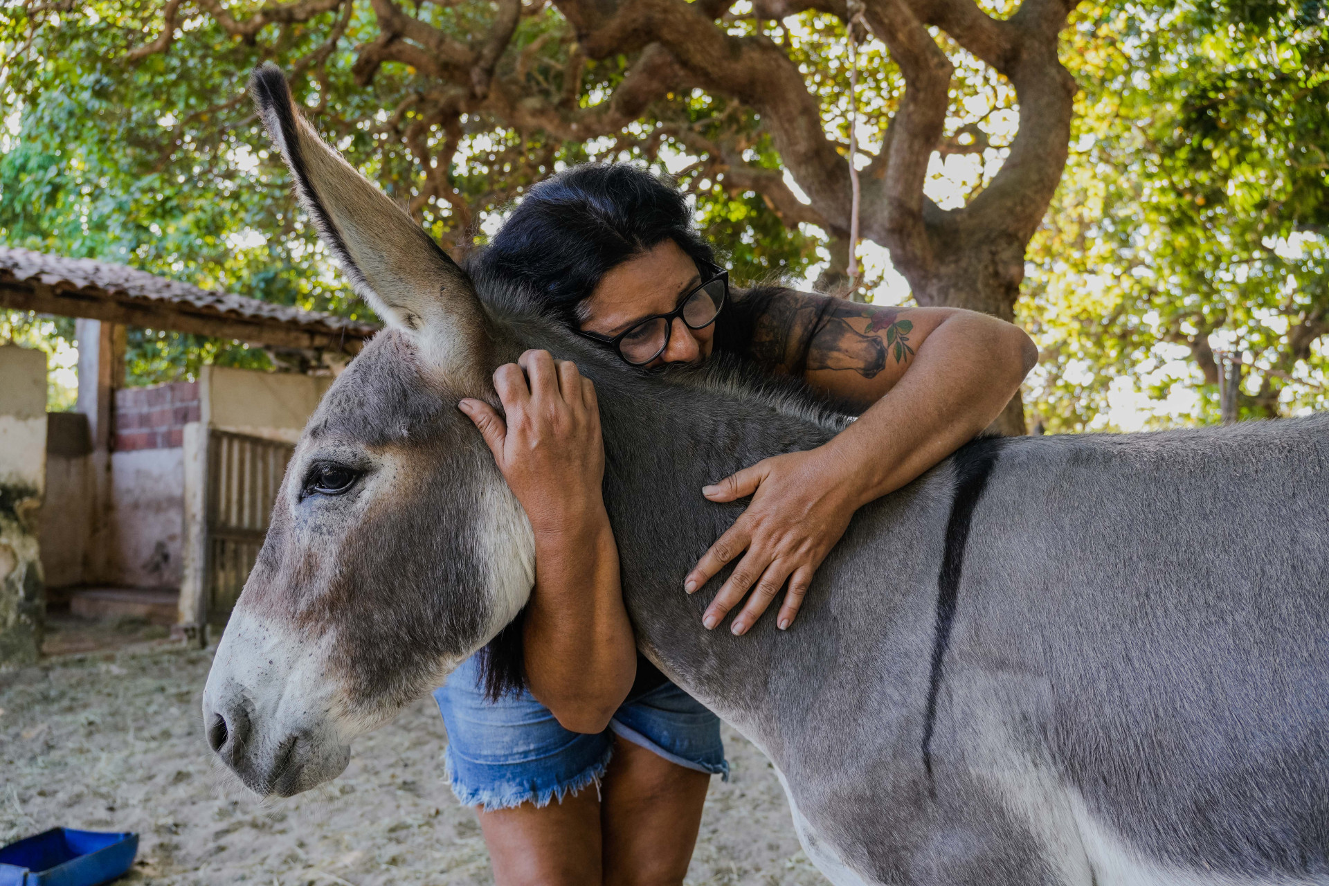 FORTALEZA, CEARÁ, BRASIL, 26-11-2025: Reportagem sobre maus-tratos de animais. Na foto, o espaço da protetora de animais, Érica de Caria, 49, que cuida de jumentos e cachorros maltratados. (Foto: Fernanda Barros/ O Povo)