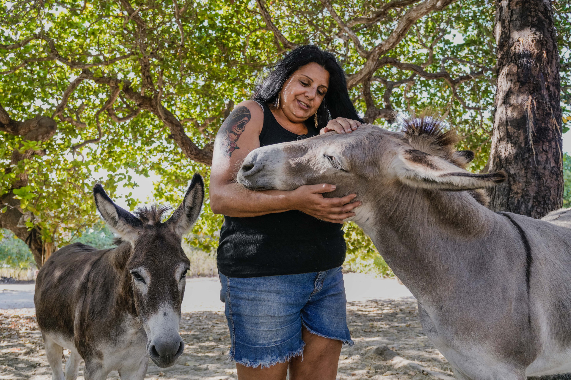 FORTALEZA, CEARÁ, BRASIL, 26-11-2025: Reportagem sobre maus-tratos de animais. Na foto, o espaço da protetora de animais, Érica de Caria, 49, que cuida de jumentos e cachorros maltratados. (Foto: Fernanda Barros/ O Povo)