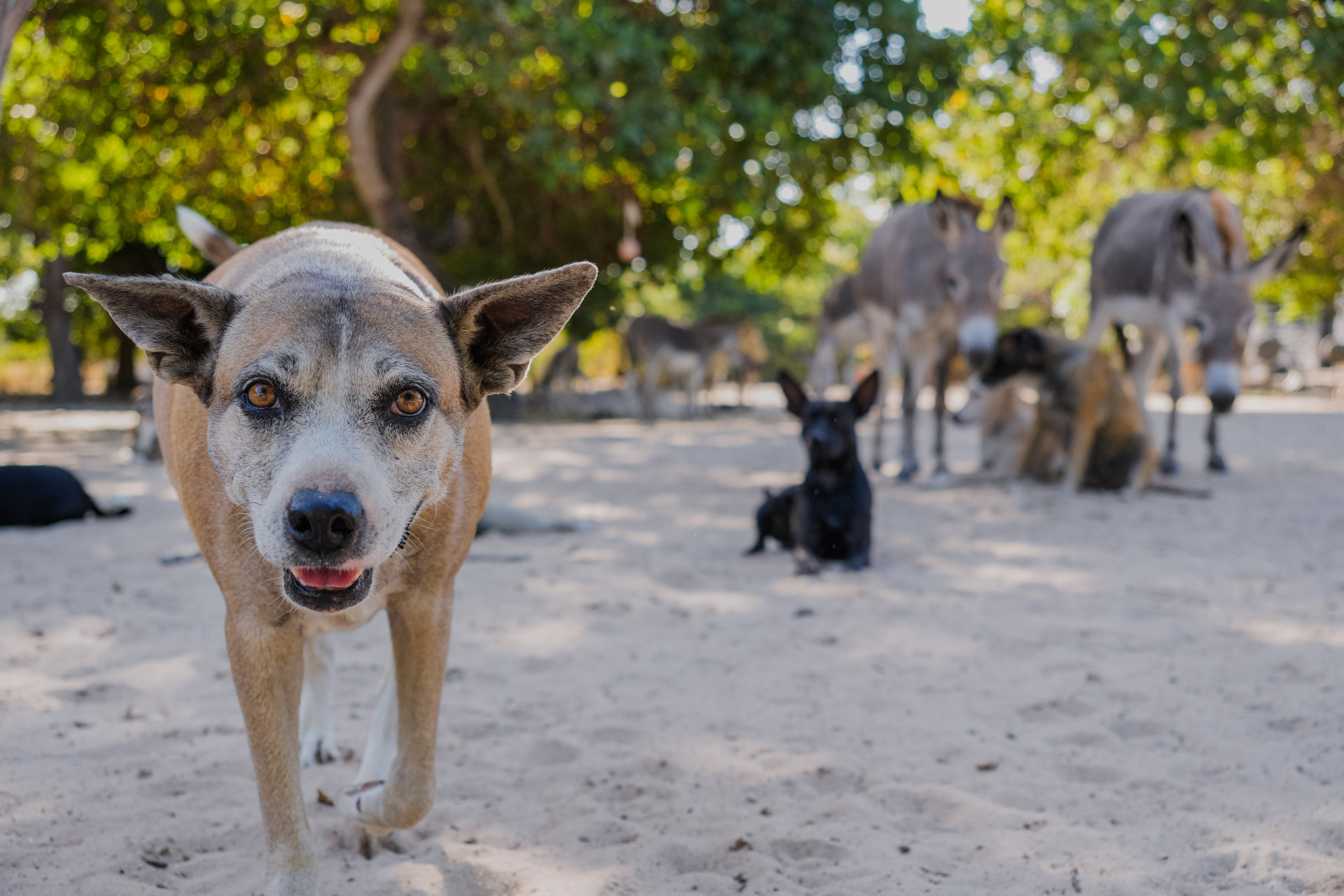 FORTALEZA, CEARÁ, BRASIL, 26-11-2025: Reportagem sobre maus-tratos de animais. Na foto, o espaço da protetora de animais, Érica de Caria, 49, que cuida de jumentos e cachorros maltratados. (Foto: Fernanda Barros/ O Povo)