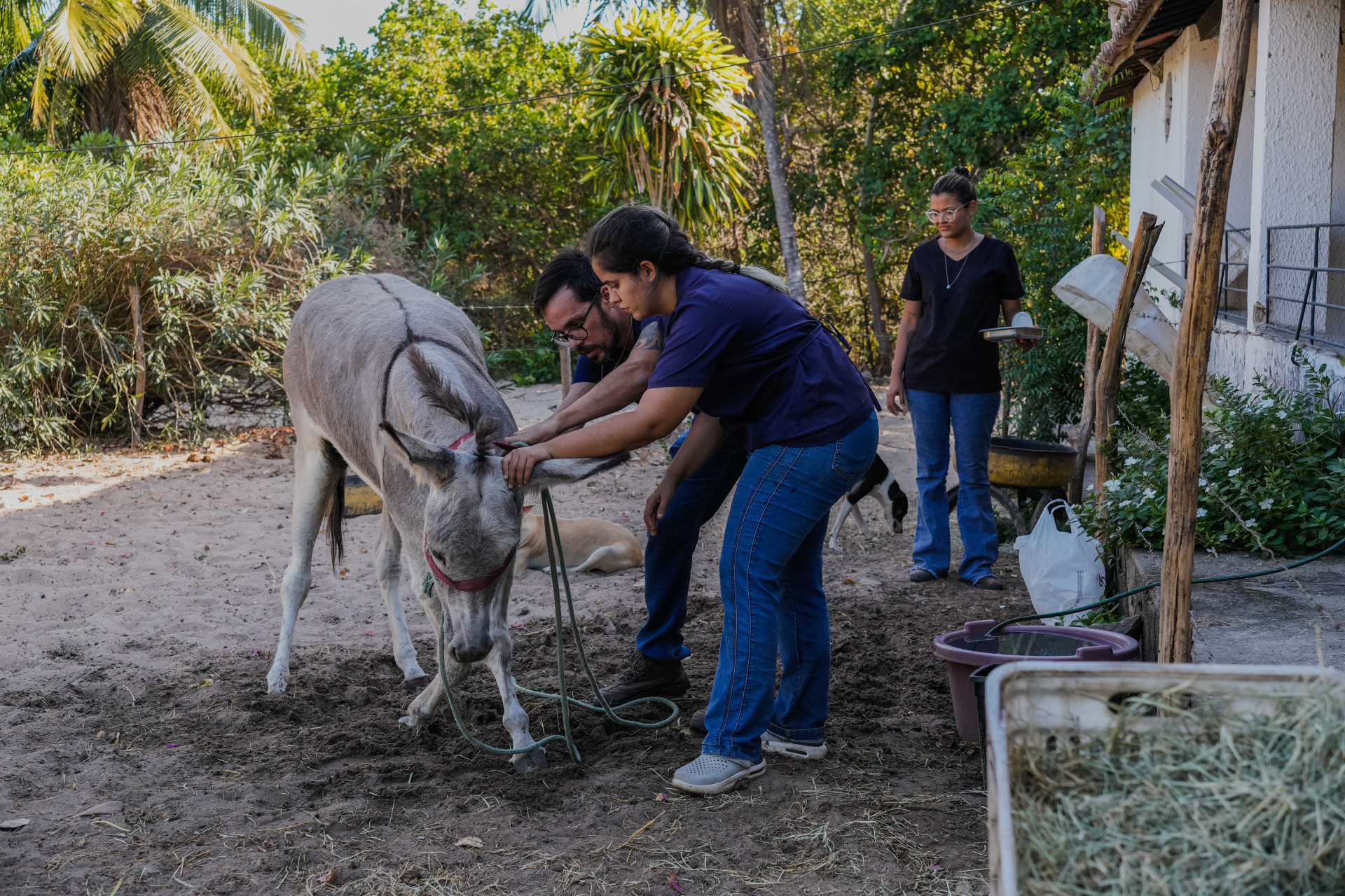FORTALEZA, CEARÁ, BRASIL, 26-11-2025: Reportagem sobre maus-tratos de animais. Na foto, o espaço da protetora de animais, Érica de Caria, 49, que cuida de jumentos e cachorros maltratados. (Foto: Fernanda Barros/ O Povo)