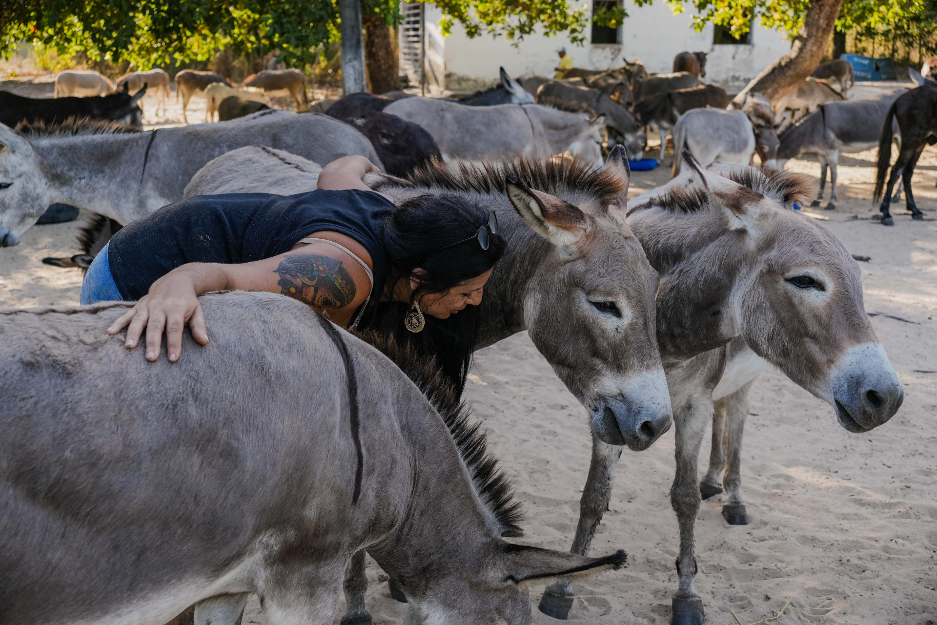 FORTALEZA, CEARÁ, BRASIL, 26-11-2025: Reportagem sobre maus-tratos de animais. Na foto, o espaço da protetora de animais, Érica de Caria, 49, que cuida de jumentos e cachorros maltratados. (Foto: Fernanda Barros/ O Povo)