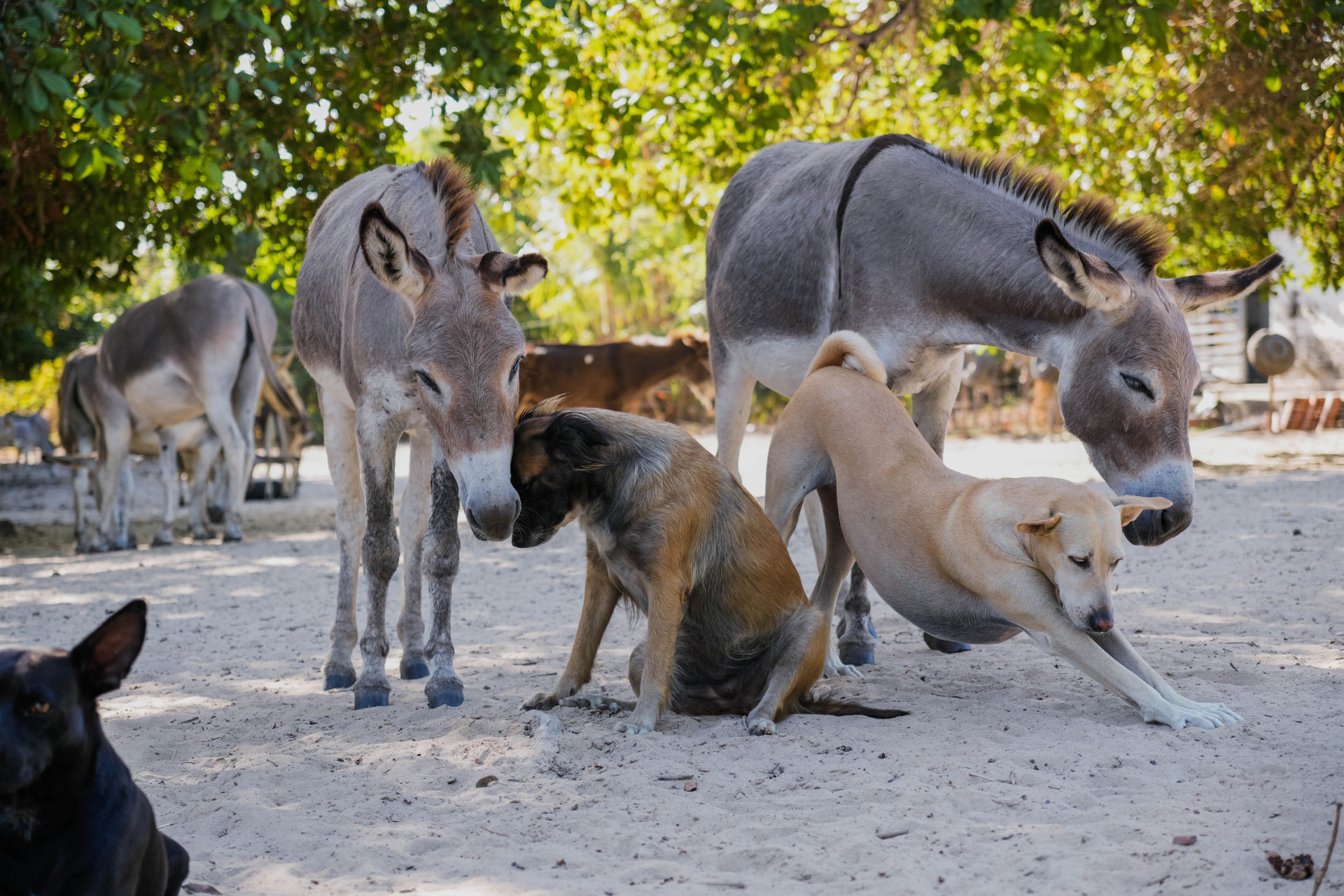 FORTALEZA, CEARÁ, BRASIL, 26-11-2025: Reportagem sobre maus-tratos de animais. Na foto, o espaço da protetora de animais, Érica de Caria, 49, que cuida de jumentos e cachorros maltratados. (Foto: Fernanda Barros/ O Povo)