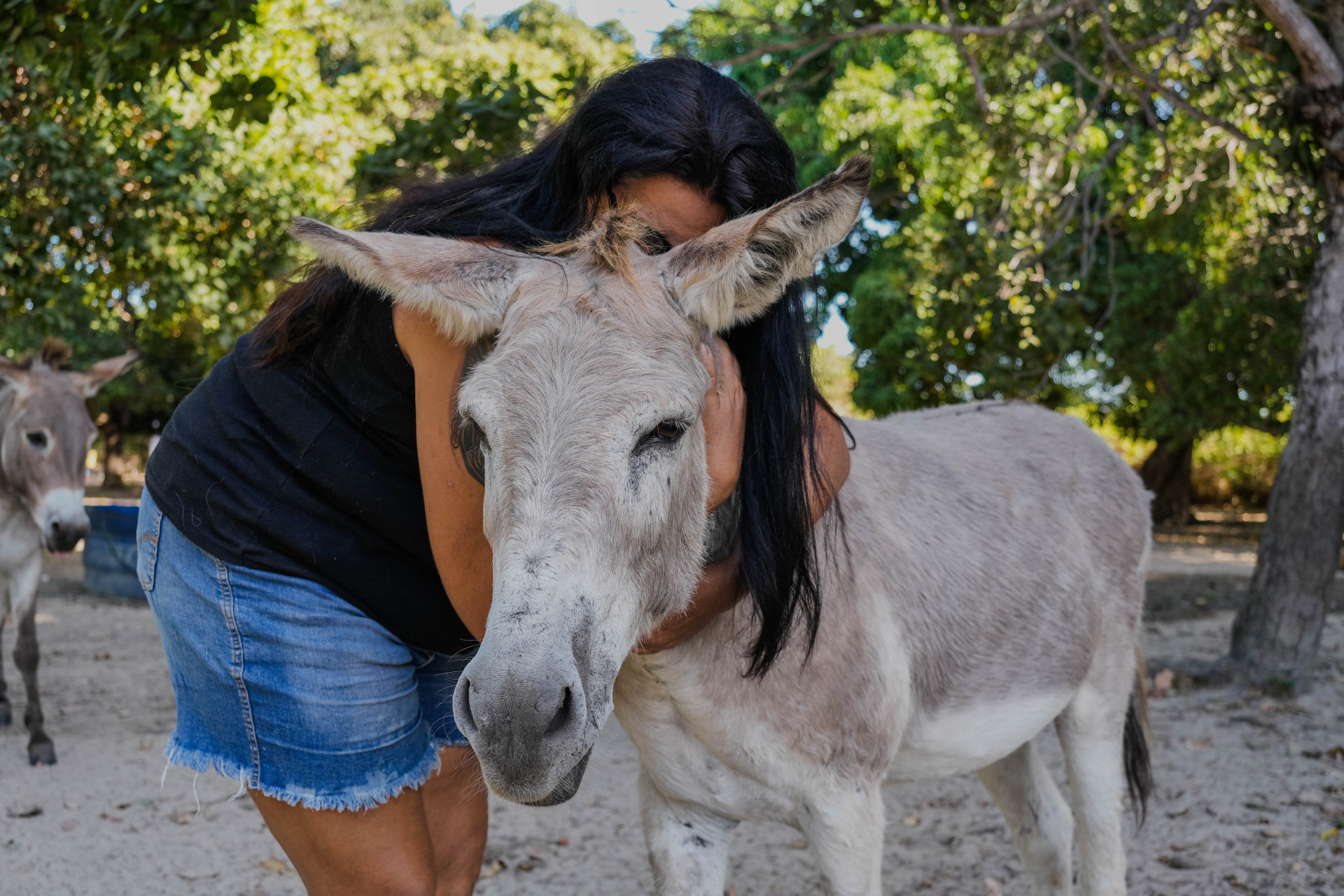 FORTALEZA, CEARÁ, BRASIL, 26-11-2025: Reportagem sobre maus-tratos de animais. Na foto, o espaço da protetora de animais, Érica de Caria, 49, que cuida de jumentos e cachorros maltratados. (Foto: Fernanda Barros/ O Povo)
