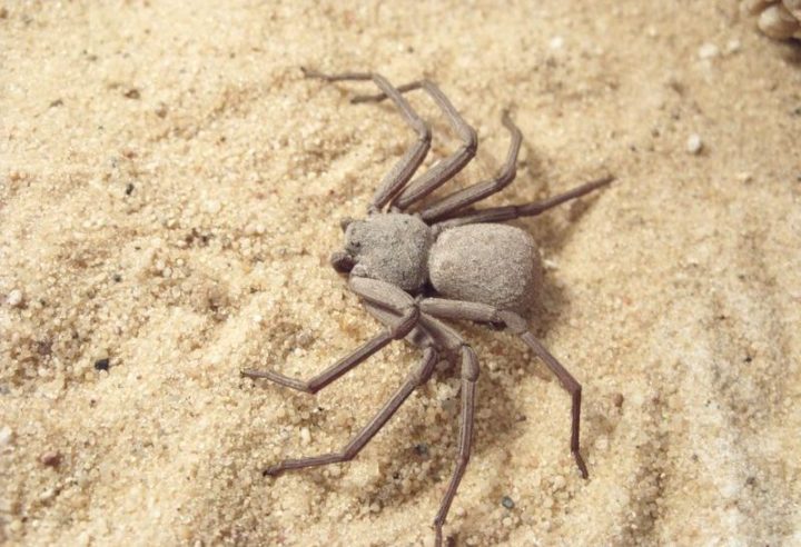 Aranha-da-areia (Sicarius sp.): Pertencente ao gênero Sicarius, é uma aranha muito perigosa, conhecida por sua habilidade de se camuflar na areia e pelo veneno potente. Habita regiões desérticas da América do Sul e da África.