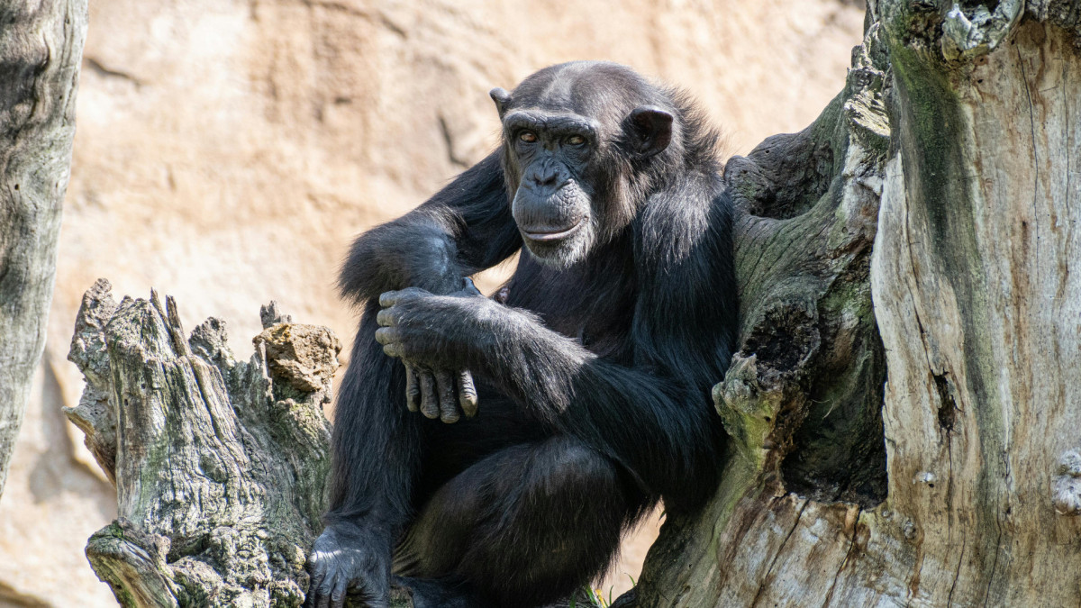 Cientistas descobriram que certas ações e gestos entre os chimpanzés ocorrem juntos com particular frequência – semelhante aos 