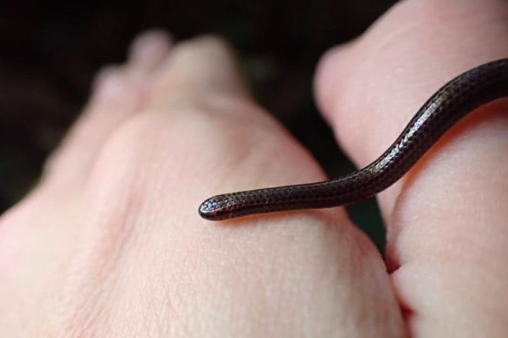O pequeno réptil, que mede no máximo 10 centímetros, foi encontrado sob uma rocha durante uma pesquisa ecológica.