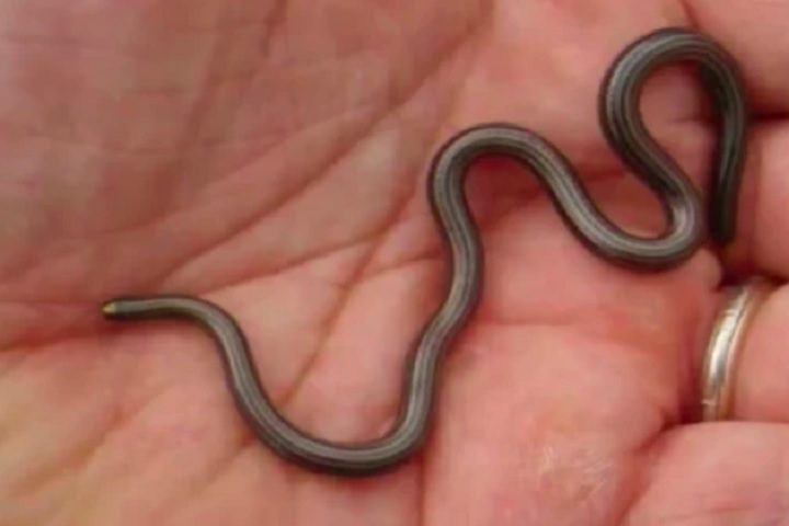 Uma cobra considerada a menor do mundo foi redescoberta em Barbados, no Caribe, após passar cerca de 20 anos como 