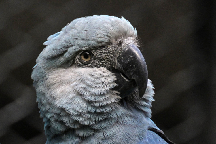 Uma arara-azul(Cyanopsitta spixii) é vista no Centro de Conservação do Zoológico de São Paulo, em 3 de maio de 2024 Uma arara-azul(Cyanopsitta spixii) é vista no Centro de Conservação do Zoológico de São Paulo, em 3 de maio de 2024