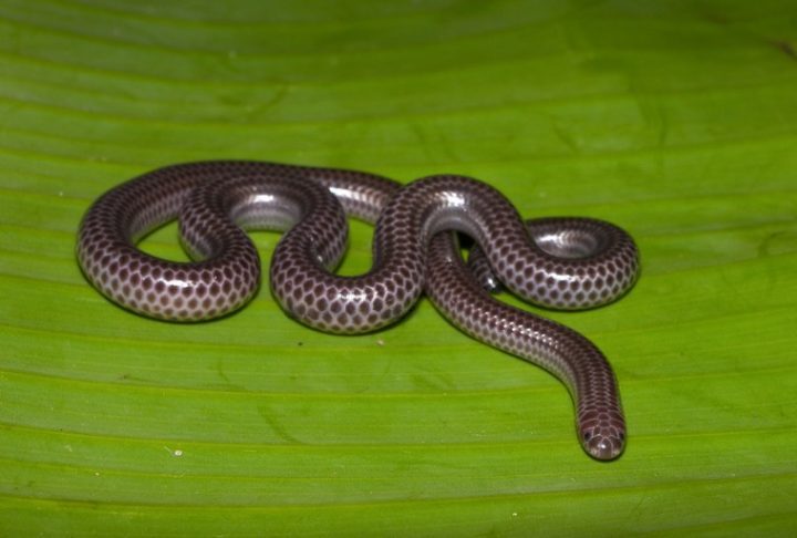 Os cientistas esperam que, com o novo encontro, seja possível aprofundar os conhecimentos sobre a espécie e reforçar a importância da conservação de animais essenciais para o ecossistema.