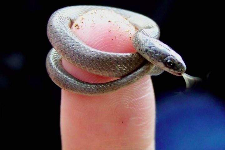 Trata-se da Tetracheilostoma carlae, conhecida popularmente como cobra de Barbados.