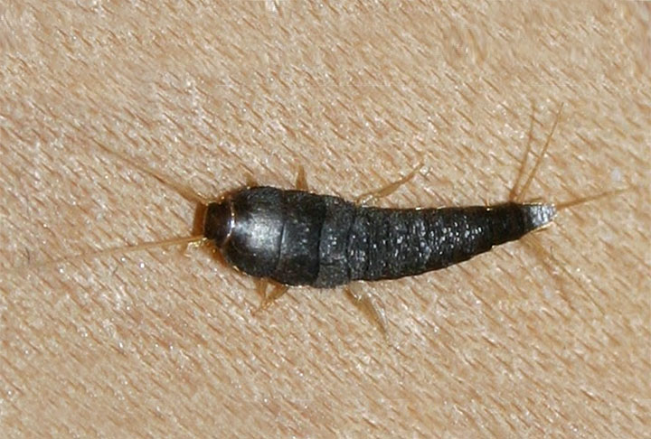 Esse inseto não pica pessoas, mas se alimenta de objetos diferentes. O primeiro deles, a traça-dos-livros, consome cortinas, lençóis, papel de parede, seda, pigmento de tinta, papel, grãos. 