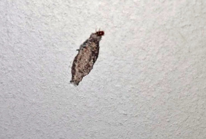 Já o segundo é conhecido como traça-das-roupas e devora queratina que é encontrada em casimira, couro verdadeiro e roupas de lã. Também é reconhecido por aquelas casquinhas que ficam penduradas em alguns móveis e representa a fase larval do bicho. 