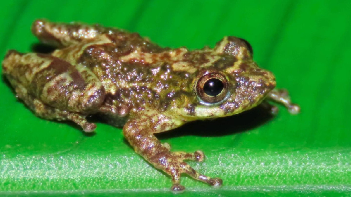 A espécie encontrada possui um tamanho pequeno, com variação de 12,7 a 16,3 mm