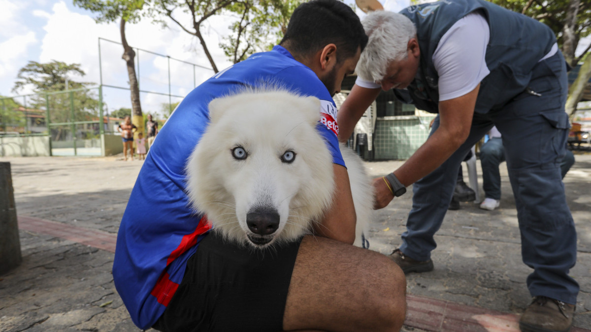 Dia D de Vacinação Antirrábica em Fortaleza 