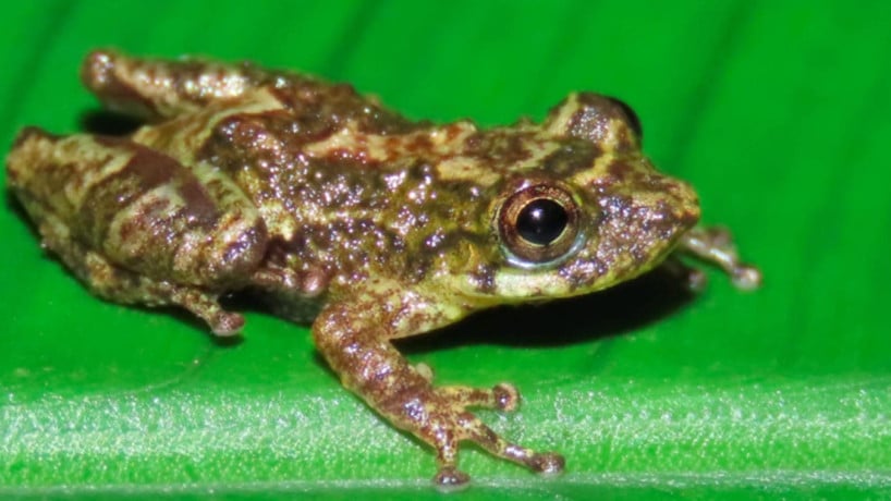 A espécie encontrada possui um tamanho pequeno, com variação de 12,7 a 16,3 mm 