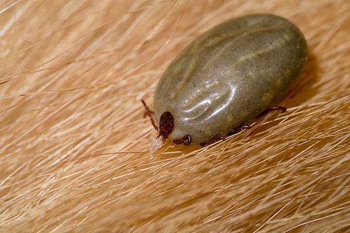 Carrapato-de-boi: É uma das espécies mais comuns e prejudiciais no Brasil, especialmente para os fazendeiros. Ele afeta principalmente o gado bovino, causando anemia enfraquecimento e até anemia nos animais.