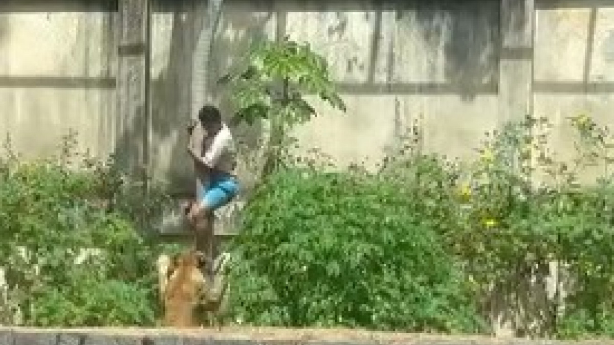 Jovem de 19 anos invadiu o espaço da leoa e foi atacado. Ele não resistiu aos ferimentos 