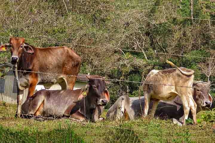 Em ambientes rurais, os carrapatos são um grande problema para os animais, como bois e cavalos, entre outros. Eles causam desconforto e estresse nos rebanhos, e também podem transmitir doenças como a babesiose e a anaplasmose, que afetam a saúde e a produção dos bichos.