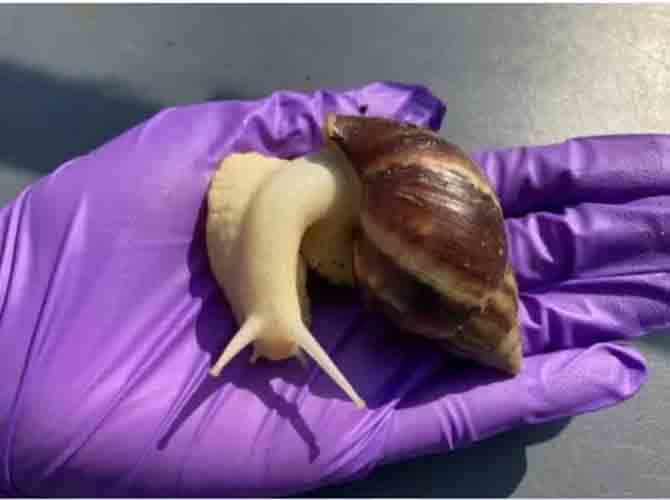 Quando se fala de praga em plantações, oa caramujos-gigantes-africanos são logo lembrados pelo poder destrutivo e pela ameaça que representam também para as  pessoas, pois podem transmitir um tipo raro de meningite. 