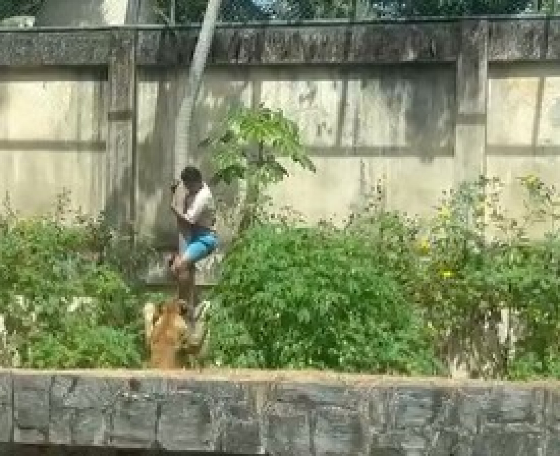 Jovem de 19 anos invadiu o espaço da leoa e foi atacado. Ele não resistiu aos ferimentos  (Foto: reprodução/vídeo)