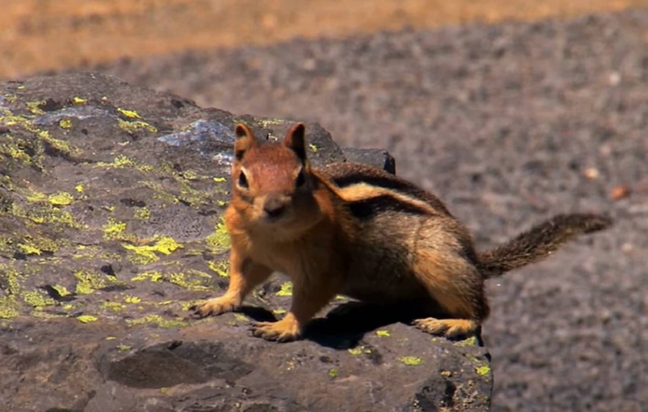 Os esquilos pertencem à família Sciuridae, que inclui mais de 270 espécies distribuídas entre esquilos arborícolas, terrestres e voadores. Eles habitam florestas, parques e áreas urbanas em vários continentes, exceto a Antártida e a Austrália.