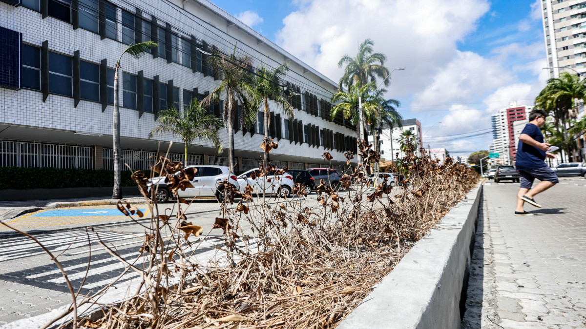 ￼PLANTAS morreram com o passar dos meses, em uma das principais vias da Cidade