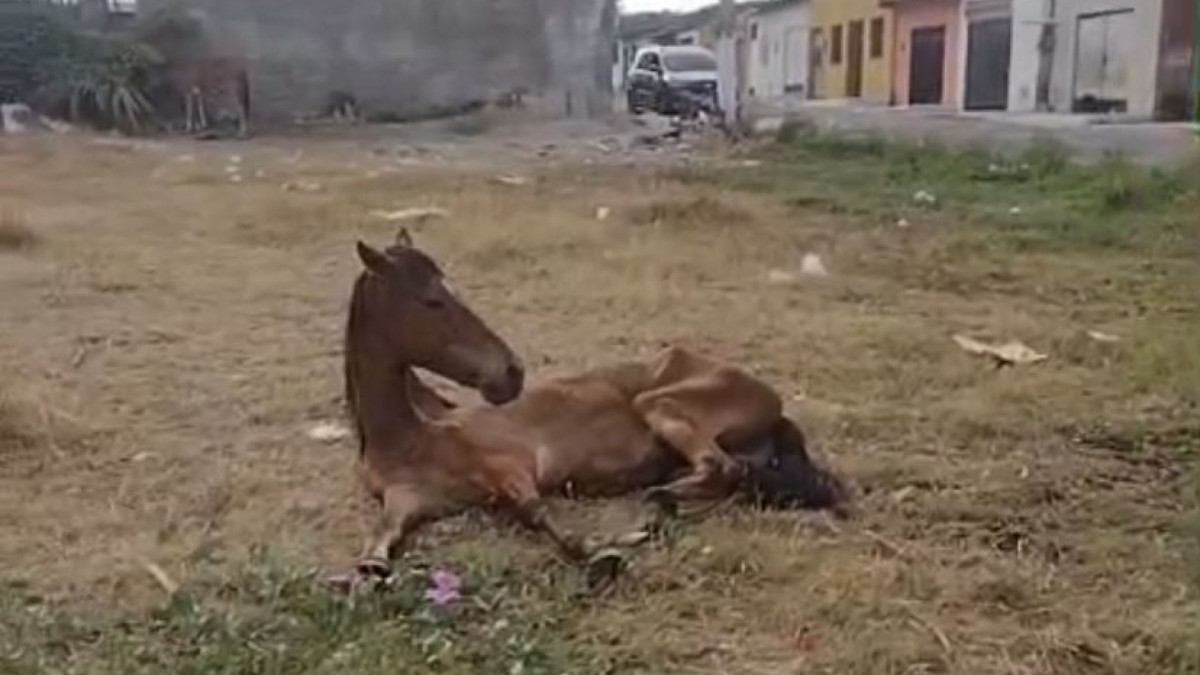Idoso e debilitado, cavalo foi levado ao Abrigo Menino Vaqueiro, que pede doações para custear consulta e remédios.