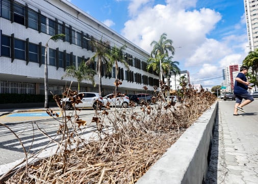 ￼PLANTAS morreram com o passar dos meses, em uma das principais vias da Cidade