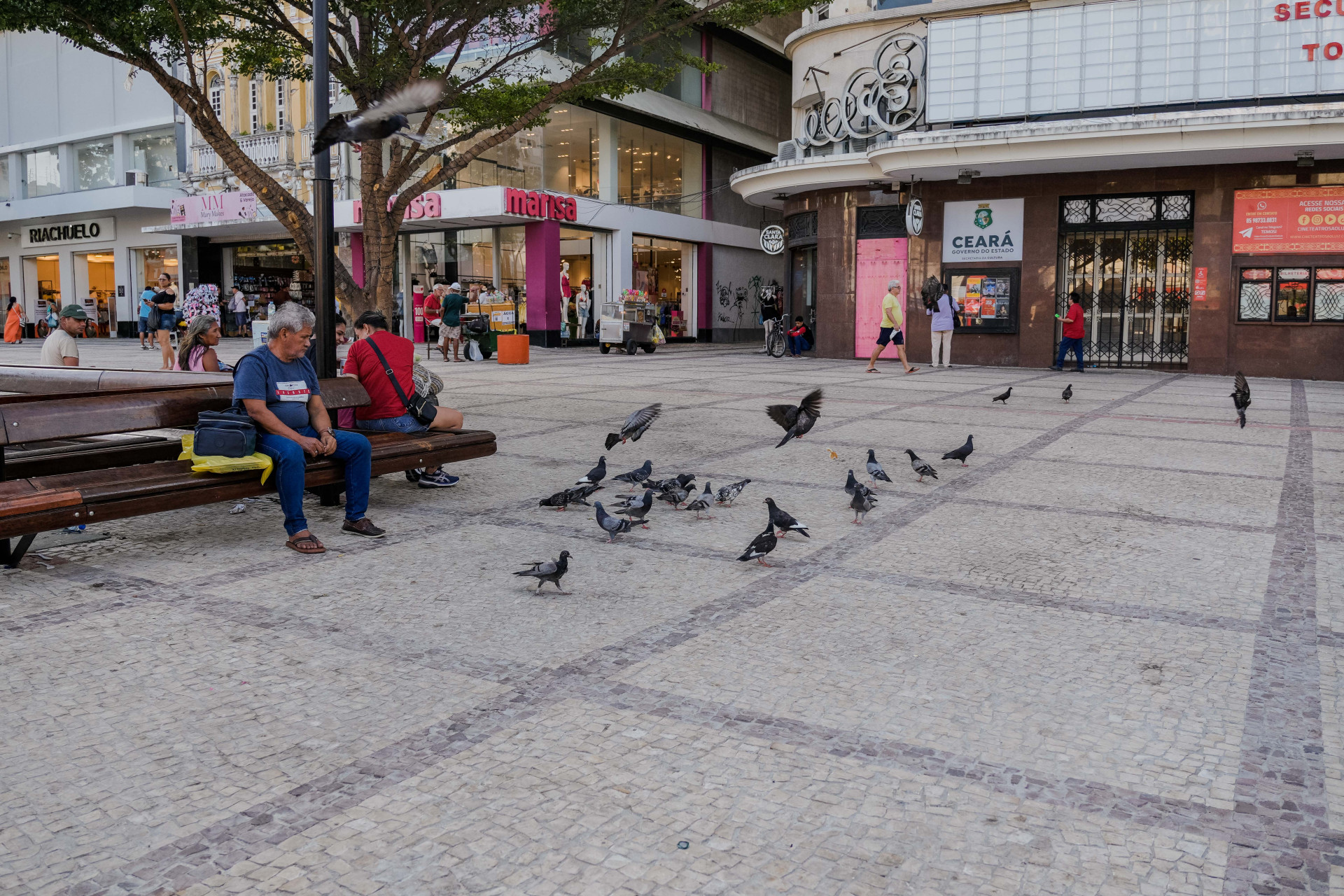 FORTALEZA-CE, BRASIL, 02-11-2025: Pombos na cidade de Fortaleza. Na foto, pombos na Praça do Ferreira. (Foto: Fernanda Barros/O Povo) (Foto: FERNANDA BARROS)