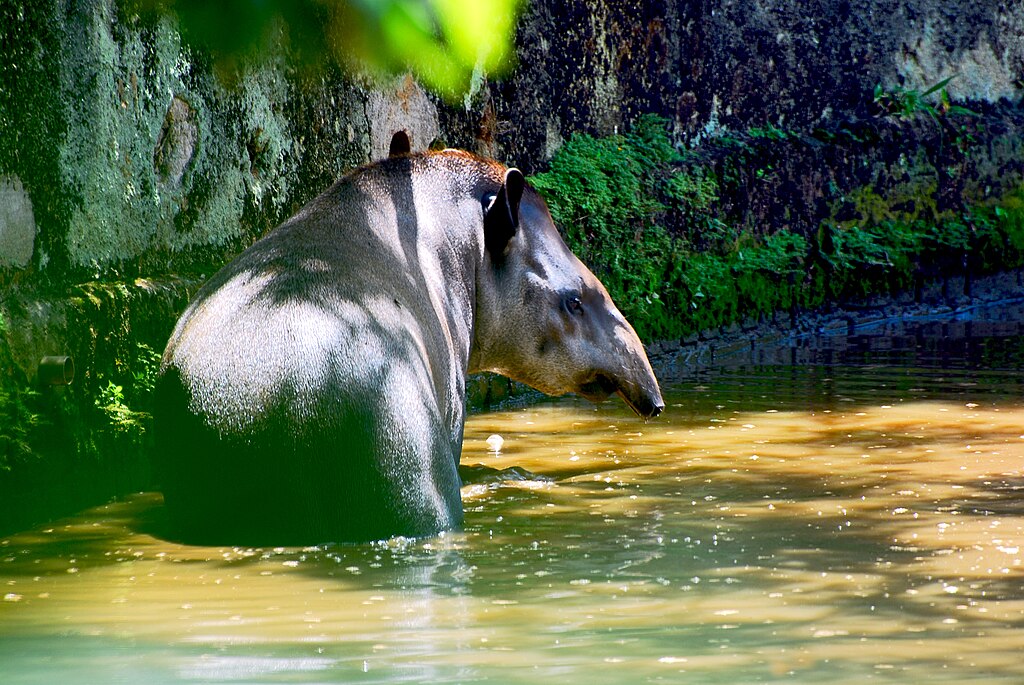 As antas têm pernas curtas, mas poderosas, com três dedos nos pés traseiros e quatro nos pés dianteiros. Isso lhes permite mover-se com facilidade em terrenos pantanosos e florestais.