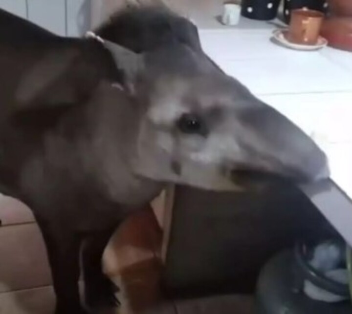 Uma anta gigante apelidada de Tico é uma espécie de mascote da pequena cidade de Anaurilândia, no Mato Grosso do Sul, que tem cerca de 7.500 habitantes. 