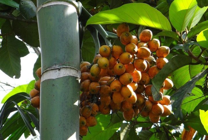 O estudo é considerado inovador por sua metodologia, que permitiu identificar o consumo da noz de bétele mesmo em um indivíduo sem a descoloração dental visível.