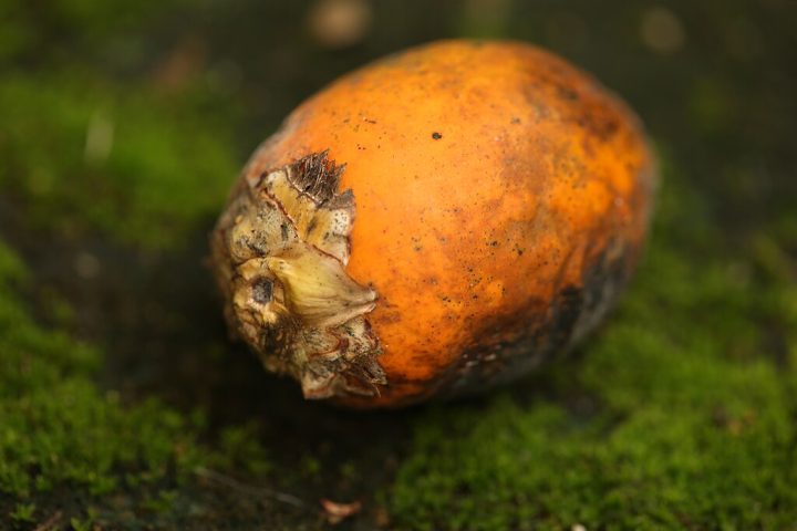 Os autores pretendem expandir a pesquisa para mais indivíduos e aplicar a técnica a outros resíduos alimentares e vegetais.
