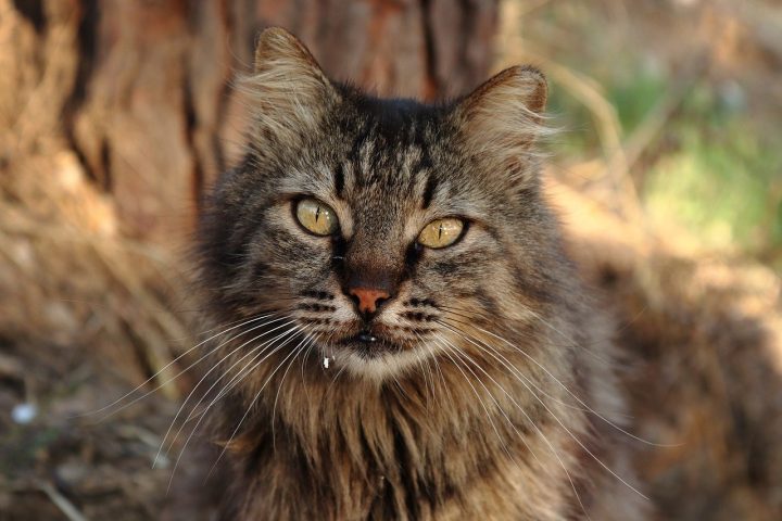 Um exemplo foi a morte de mais de 100 morcegos-de-cauda-curta perto de Ohakune no período de apenas uma semana. 