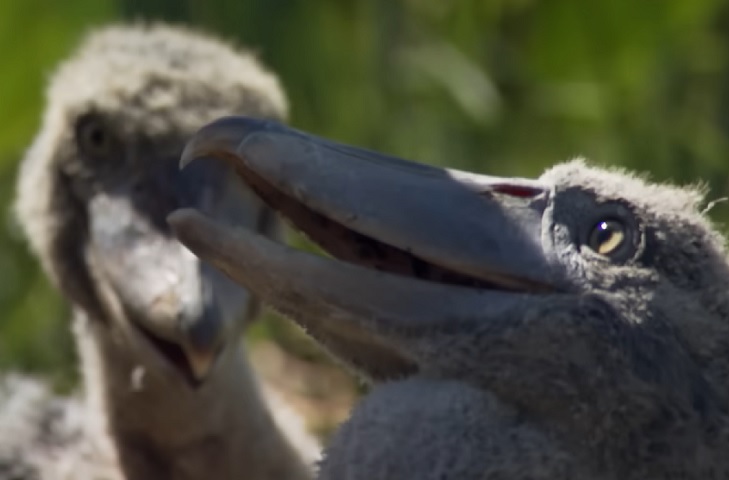 O primeiro a nascer geralmente luta contra os mais novos por comida e pode até matá-los para garantir que seja o único a ganhar alimento.