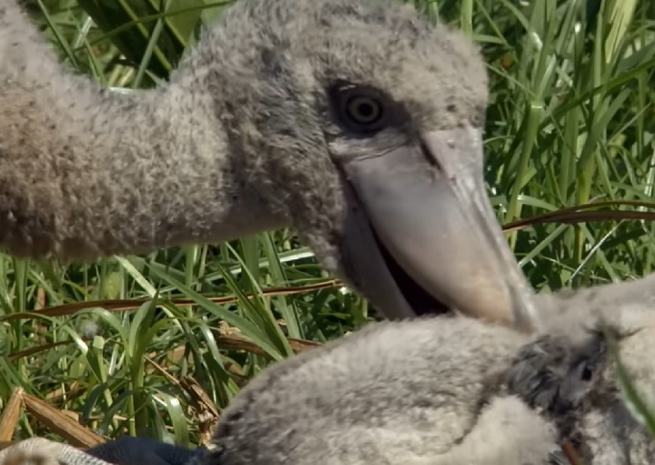 Um documentário da BBC chegou a mostrar como o filhote mais velho morde os mais novos, que acabam sendo negligenciados pela mãe.