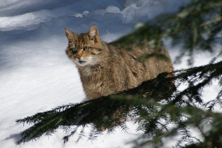 De acordo com o comunicado oficial, os gatos selvagens têm causado declínio de aves, pequenos mamíferos, répteis e insetos. 