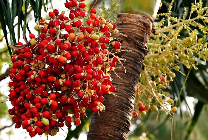 A noz de bétele é a semente da palmeira Areca catechu, uma espécie nativa de regiões tropicais da Ásia.