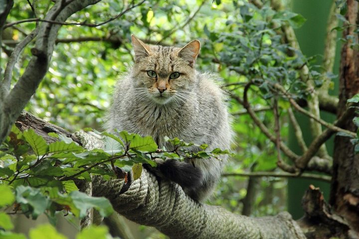 Antes de tornar o plano público, o governo realizou uma consulta, na qual mais de 90% dos cerca de 3 mil participantes apoiaram a medida. 