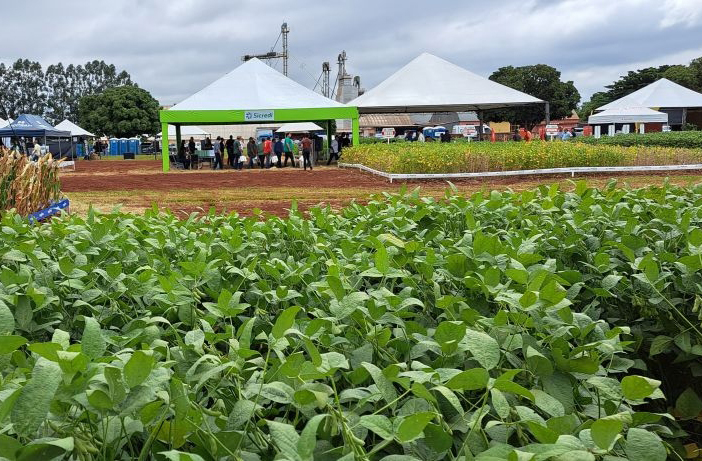A agricultura é o pilar econômico da cidade, com destaque para o cultivo de soja e milho, além da pecuária leiteira.
