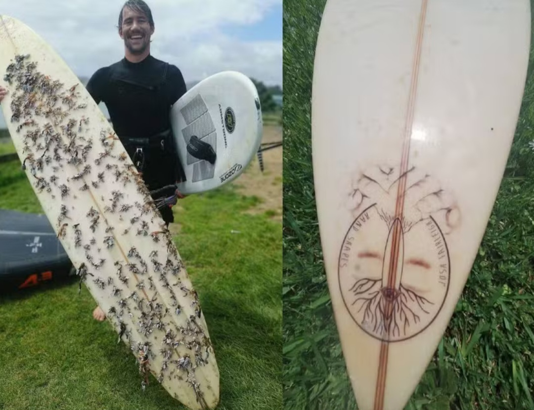 O surfista francês Albarito Bueno, que vive na Austrália, encontrou uma prancha perdida na costa da Tasmânia, há cerca de 18 meses. O objeto esportivo estava a 2.400 km de distância do seu local de origem, em Raglan, uma das praias mais conhecidas da Nova Zelândia. 