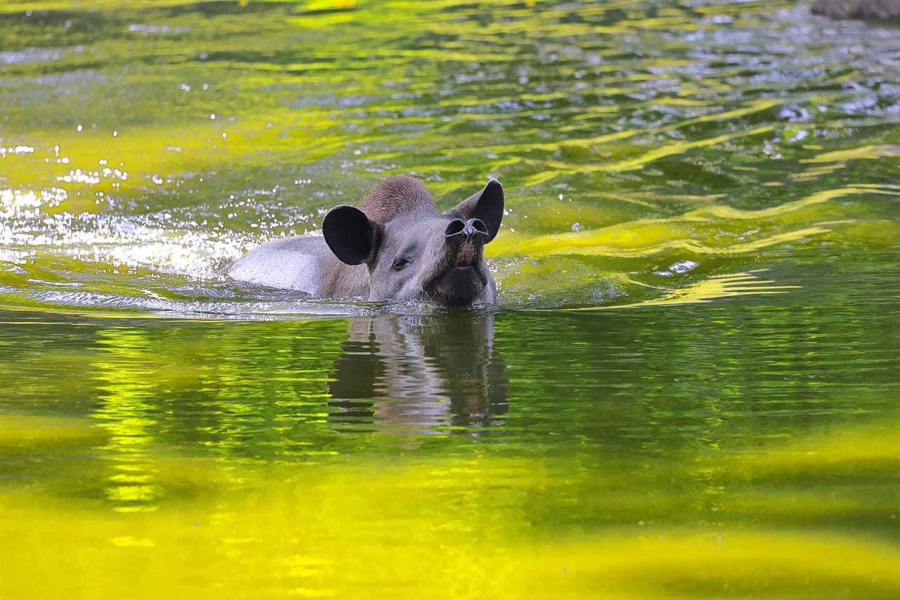 As antas são excelentes nadadoras, apesar de seu tamanho e peso. Elas mergulham em rios e lagos, onde podem ficar submersas por longos períodos, respirando através de suas narinas posicionadas no topo de seus focinhos.