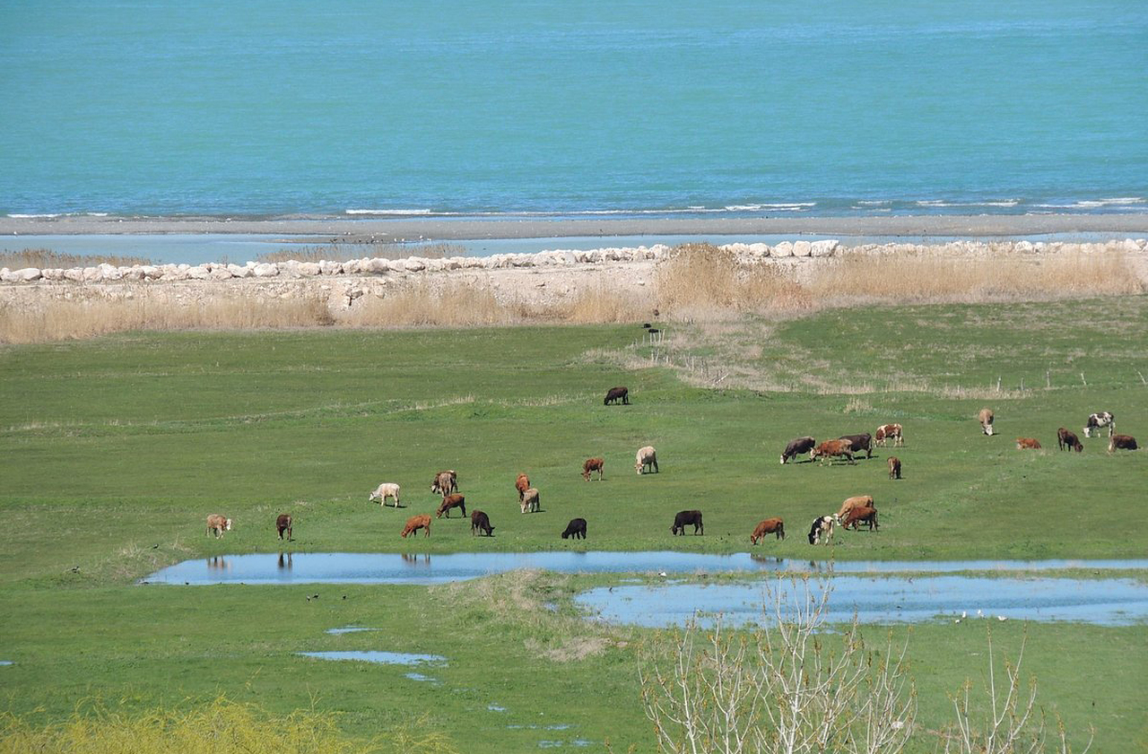 A pecuária é atividade fundamental para a economia de Van, sustentando famílias e tradições que se refletem na culinária e no artesanato. Ovelhas e cabras fornecem leite, carne e lã, integrando-se ao cotidiano da população. Essa prática, portanto, fortalece a produção de alimentos típicos como o queijo regional. 
