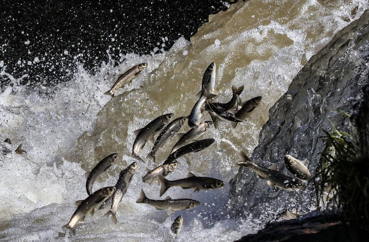 A “pérola de Van” é um peixe endêmico do Lago Van que se adaptou às águas salgadas e alcalinas, tornando-se fenômeno biológico.  Símbolo da biodiversidade que caracteriza a cidade, realiza migrações para rios que deságuam no lago, criando um espetáculo natural na primavera. Isso atrai turistas e pesquisadores, reforçando a singularidade ecológica da região.