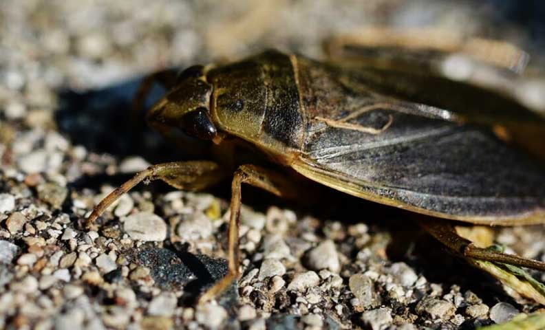 Pesquisadores do Japão descobriram informações interessantes sobre um inseto temido por muitos: a barata gigante aquática (cientificamente chamada Lethocerus indicus).