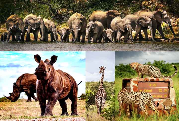 O Kruger possui grande quantidade dos Big Five (leão, leopardo, elefante, rinoceronte e búfalo) em um cenário deslumbrante. Seu sucesso se deve à vasta biodiversidade, excelente infraestrutura turística e acessibilidade