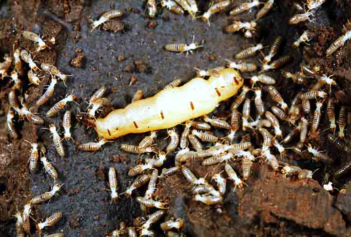 Apesar da fama negativa, os cupins desempenham funções ecológicas relevantes. No ambiente natural, atuam como grandes recicladores de matéria orgânica, alimentando-se de madeira morta e folhas secas. 
