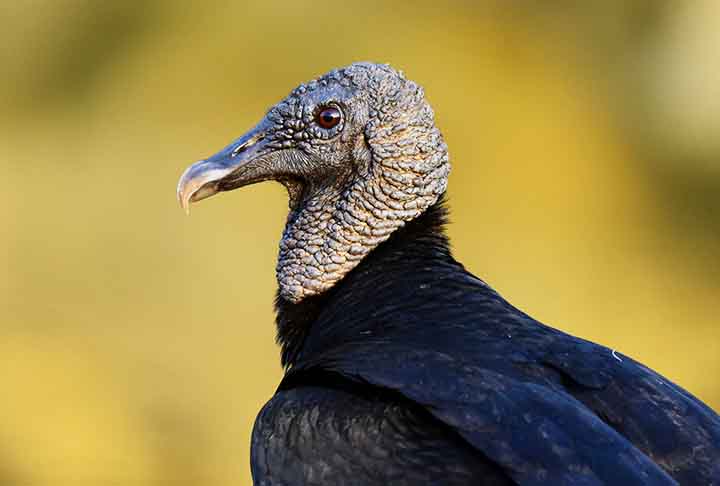 No Brasil, é possível encontrar cinco espécies desses animais: urubu-de-cabeça-preta, urubu-de-cabeça-vermelha, urubu-de-cabeça-amarela , urubu-rei e urubu-da-mata.