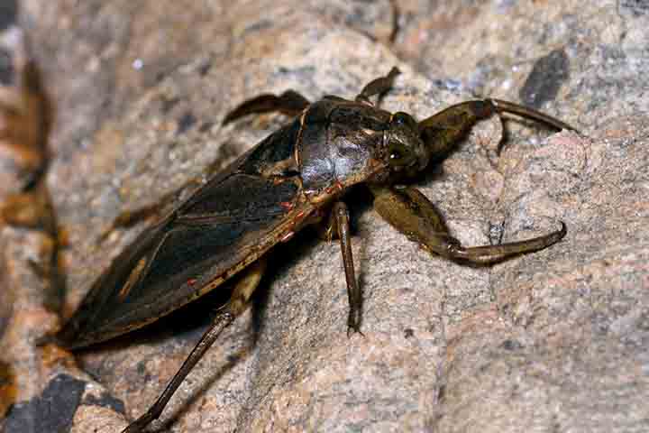 A barata gigante aquática é um predador de emboscada. Ela se esconde entre folhas submersas e detritos, aguardando pacientemente o momento ideal para atacar.