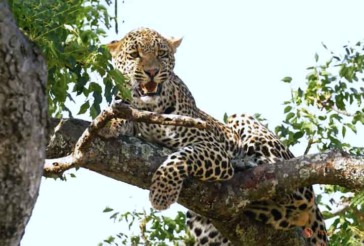 SABI SAND GAME RESERVE (Mpumalanga, África do Sul) - Criado em 1934. Esta reserva privada, adjacente ao Kruger, oferece experiências luxuosas de safári com avistamentos frequentes de leopardos.
